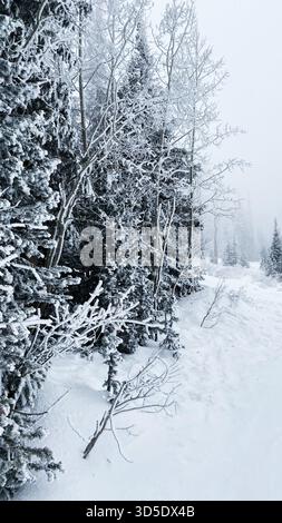 Scène forestière enneigée de l'Utah avec des arbres couverts de gel créant un paysage hivernal calme. Banque D'Images