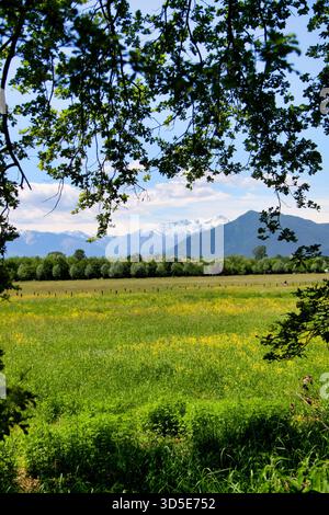 Luxuriant Green Field et montagnes enneigées encadrées par des branches d'arbres Banque D'Images
