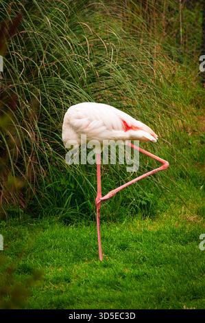 Un flamant rose se tient sur une jambe dans l'herbe, avec sa tête cachée dans son corps, possiblement se reposer ou conserver de l'énergie. Banque D'Images