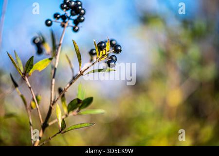 Une photographie en gros plan de baies noires sur une branche mince avec des feuilles vertes, capturée à la lumière du jour naturelle et un arrière-plan flou doux. Banque D'Images