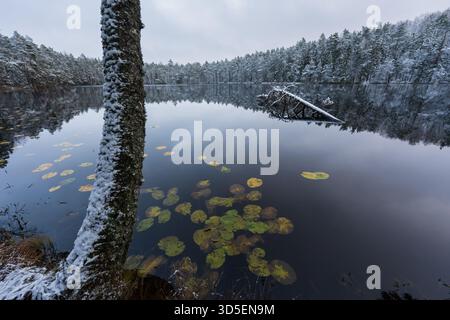 Paysage hivernal tranquille au lac Suur Kaksjarv en Estonie, où la première neige recouvre la forêt et les nénuphars parsèment l'eau. Banque D'Images