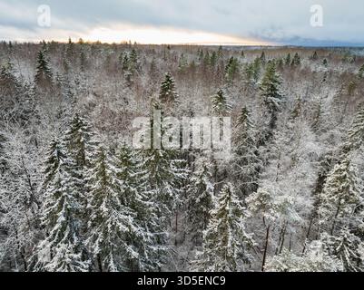 Vue aérienne par drone d'un vaste paysage forestier mixte estonien couvert de première neige sous un ciel spectaculaire et nuageux. Banque D'Images