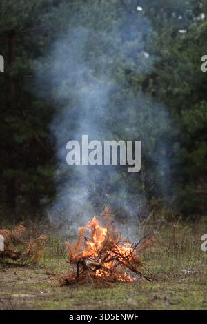 un feu de joie dans la forêt. les branches d'une épinette sèche ont été incendiées. feu et fumée le soir dans la forêt Banque D'Images