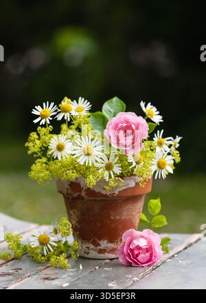 Charmante nature morte estivale avec un pot en terre cuite rempli de marguerites, de légumes verts délicats et une rose rose rose. Banque D'Images