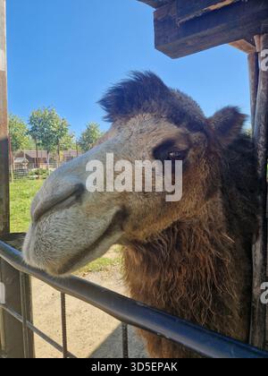 Gros plan d'un chameau bactrien derrière une clôture par une journée ensoleillée, montrant sa fourrure brune moelleuse, son grand museau et son œil expressif, avec un ciel bleu dans le dos. Banque D'Images
