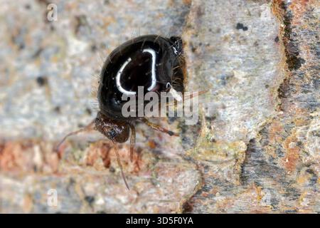 Vue latérale de la petite queue de Springtail globulaire (Allacma fusca) sur la branche d'arbre. Banque D'Images