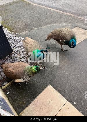 Groupe de paons se nourrissant sur le sol dans un cadre urbain à Hull, Angleterre. Rencontre insolite de la faune dans la ville, alliant la nature Banque D'Images