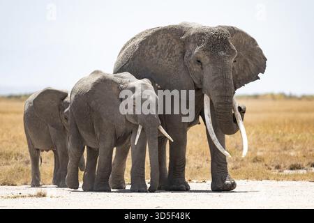 Paysage aride, éléphant d'Afrique (Loxodonta africana), parc national d'Amboseli, province de la vallée du Rift, Kenya Banque D'Images