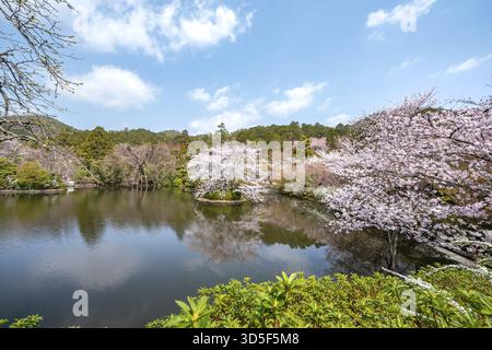 Étang Kyoyochi dans le jardin japonais, cerisiers en fleurs, Ryoan-ji, complexe de temples bouddhistes zen, au printemps, Kyoto, Japon Banque D'Images