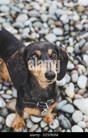 Portrait en gros plan vertical de chien de teckel dapple noir avec de grands yeux debout sur la plage de galets et regardant vers le haut, concept d'animaux de compagnie et d'amour Banque D'Images