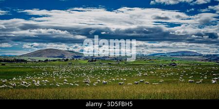 Un grand troupeau de moutons paissent paisiblement dans un vaste pâturage vert, avec des collines ondulantes en arrière-plan Banque D'Images