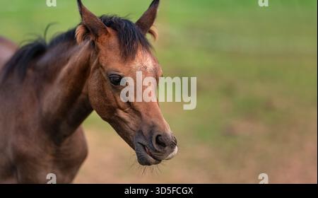 Petit cheval Arabian brun moual gros plan à la tête, flou vert herbe arrière-plan Banque D'Images