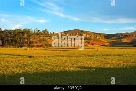 Paysage typique de Madagascar - rizières vertes et jaunes, personnes travaillant. Petites collines avec maisons en argile, petite rivière - région près de Fianarantsoa Banque D'Images