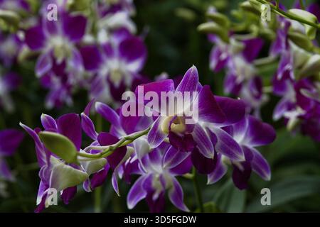 Singapour, 8 septembre 2025 des orchidées vibrantes de Dendrobium violettes et blanches fleurissent dans les jardins botaniques de Singapour, Singapour Banque D'Images