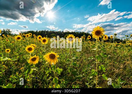 Champ de tournesol sous ciel bleu lumineux au château de Lichtenstein, Allemagne Banque D'Images