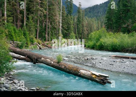Rivière HOH traversant une vieille forêt tropicale tempérée, Olympic National Park, Jefferson County, Washington, États-Unis Banque D'Images