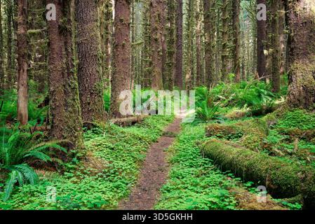 South Fork Hoh River Trail traversant la forêt d'épinettes de Sitka, Olympic National Park, Jefferson County, Washington, États-Unis Banque D'Images