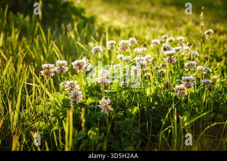 Fleurs de trèfle blanc (Trifolium repens, ladino, néerlandais) sur un gros plan de prairie d'été. Le champ d'herbe verte s'illumine par le soleil du soir. Beau paysage Banque D'Images
