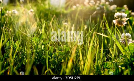 Fleurs de trèfle blanc (Trifolium repens, ladino, néerlandais) sur un gros plan de prairie d'été. Le champ d'herbe verte s'illumine par le soleil du soir. Beau paysage Banque D'Images