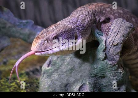 Un gros plan d'une savane également connue sous le nom de moniteur bosc, Varanus exanthematicus. Il est de la tête et il a sa langue fourchue qui dépasse. Banque D'Images