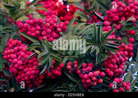 Frênes de montagne européennes, maturation des baies de Rowan, baies de Sorbus Banque D'Images