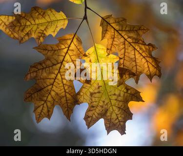 Feuilles de chêne d'automne rétroéclairées avec Bokeh Banque D'Images