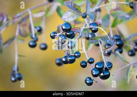 Ligustrum vulgare Privet Banque D'Images