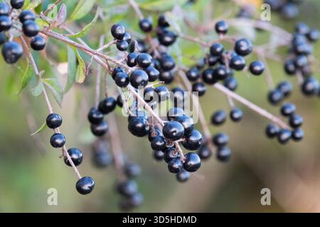 Noir, baies fruits mûrissant graines fruits fruits Gone Seed fruit Berry, Ligustrum vulgare, Privet commun Privet européen Privet sauvage Banque D'Images