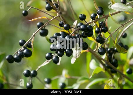 Ligustrum vulgare baies fruits mûrissants graines Ligustrum vulgare, Privet commun Privet européen Privet sauvage Banque D'Images