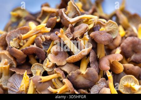 Champignons chanterelles fraîchement cueillis rassemblés dans un plateau en plastique prêt à être cuisiné. Banque D'Images