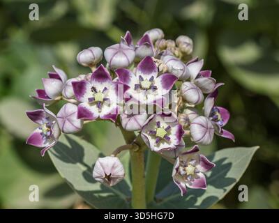 Vue rapprochée de grappes violettes et blanches de fleurs de calotropis procera Bush aka pomme de Sodome, roostertree ou couronne de roi florissant dans la nature Banque D'Images