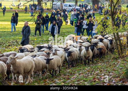 Eine Schafherde zieht über die Wöhrder Wiese, Nürnberg, 16.11.2025 Eine Schafherde mit etwa 600 Tieren zieht unter der Leitung von Schäfer Thomas Gackstatter über die Wöhrder Wiese in Nürnberg. Der jährliche Schafzug führt im Herbst durch das Stadtgebiet von Nürnberg in Richtung der Winterweiden BEI Fürth. Nürnberg Bayern Deutschland *** Un troupeau de moutons se déplace à travers la Wöhrder Wiese, Nuremberg, 16 11 2025 Un troupeau de moutons avec environ 600 animaux se déplace à travers la Wöhrder Wiese à Nuremberg sous la direction du berger Thomas Gackstatter la procession annuelle des moutons mène à travers la ville O. Banque D'Images