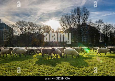 Eine Schafherde zieht über die Wöhrder Wiese, Nürnberg, 16.11.2025 Eine Schafherde mit etwa 600 Tieren zieht unter der Leitung von Schäfer Thomas Gackstatter über die Wöhrder Wiese in Nürnberg. Der jährliche Schafzug führt im Herbst durch das Stadtgebiet von Nürnberg in Richtung der Winterweiden BEI Fürth. Nürnberg Bayern Deutschland *** Un troupeau de moutons se déplace à travers la Wöhrder Wiese, Nuremberg, 16 11 2025 Un troupeau de moutons avec environ 600 animaux se déplace à travers la Wöhrder Wiese à Nuremberg sous la direction du berger Thomas Gackstatter la procession annuelle des moutons mène à travers la ville O. Banque D'Images
