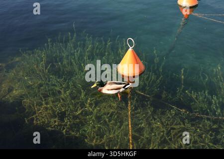 Canard colvert nageant près d'une bouée en cône orange sur de l'eau claire, avec des plantes sous-marines visibles sous la surface. Banque D'Images