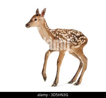 Quelques heures vieux faon de cerf rouge, cervus elaphus, debout sur fond blanc Banque D'Images
