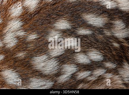 Photographie macro détaillée capturant le manteau à taches unique d'un fauve de cerf rouge nouveau-né, mettant en évidence la texture douce et le motif complexe de sa fourrure Banque D'Images