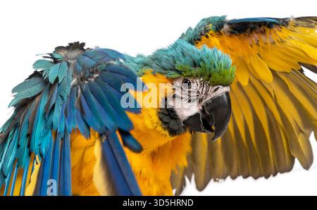 Jeune aras bleu et jaune, ara ararauna, âgée de huit mois, ouvrant ses ailes colorées Banque D'Images