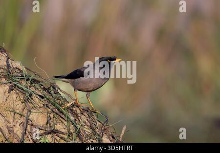 Jungle myna sur terre. La myne de la jungle (Acridotheres fuscus) est une myne, un membre de la famille des étourneaux. Banque D'Images