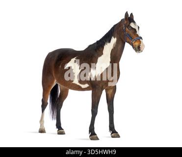 Plan studio d'un cheval Pinto portant un licol debout sur un fond blanc Banque D'Images