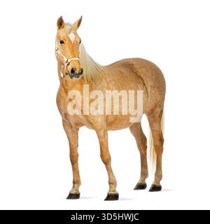 Plan studio d'un beau cheval palomino portant une bride, isolé sur blanc Banque D'Images