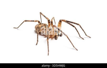 Araignée Nosferatu mâle - zoropsis spinimana - rampant sur un fond blanc Banque D'Images