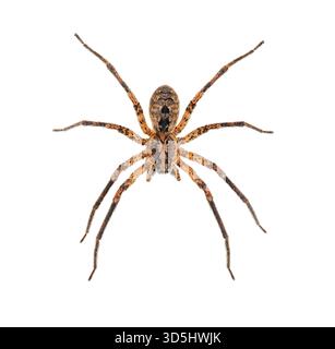 Face dorsale d'une araignée Nosferatu mâle, zoropsis spinimana, montrant ses crocs, isolée sur fond blanc Banque D'Images