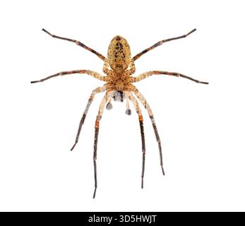 Face ventrale d'une araignée Nosferatu mâle, zoropsis spinimana, montrant ses crocs, isolée sur fond blanc Banque D'Images