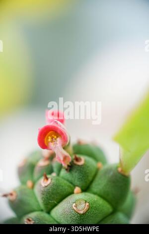 Gros plan d'Euphorbia Ritchiei avec de petites fleurs roses en fleurs Banque D'Images