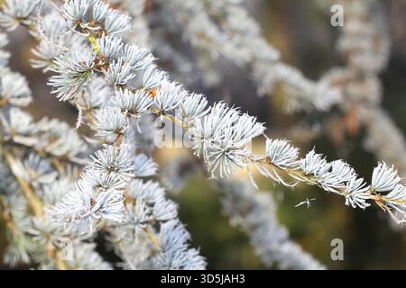 Un gros plan du Blue Atlas Cedar Tree dans le gel. Banque D'Images