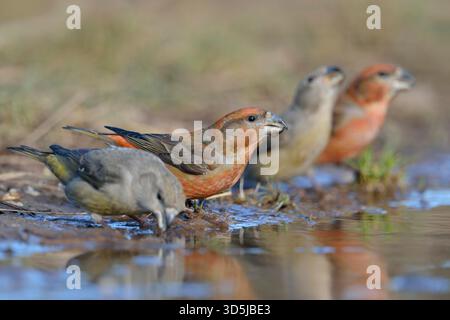 Un troupeau de Parrot Crossbill / Kiefernkreuzschnaebel (Loxia pytyopsittacus) boit à une flaque naturelle, point de vue bas. Banque D'Images