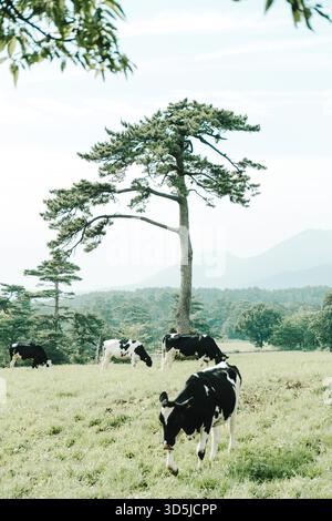Vache paissant à côté d'un pin dans un pâturage Banque D'Images