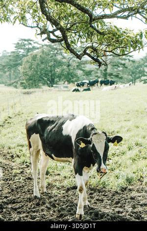 Vache Holstein debout sous un arbre dans un pâturage Banque D'Images