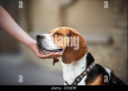 Gros plan d'un chien Beagle et d'une femme les mains caressant sa tête Banque D'Images