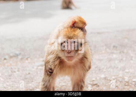 Gros plan d'une femelle macaque barbaresque (Macaca sylvanus) debout près d'une route portant son bébé sur son dos, Maroc Banque D'Images